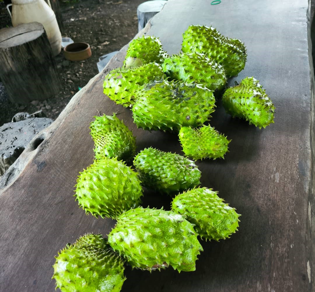 Multiple fresh soursop fruits displayed on a wooden table