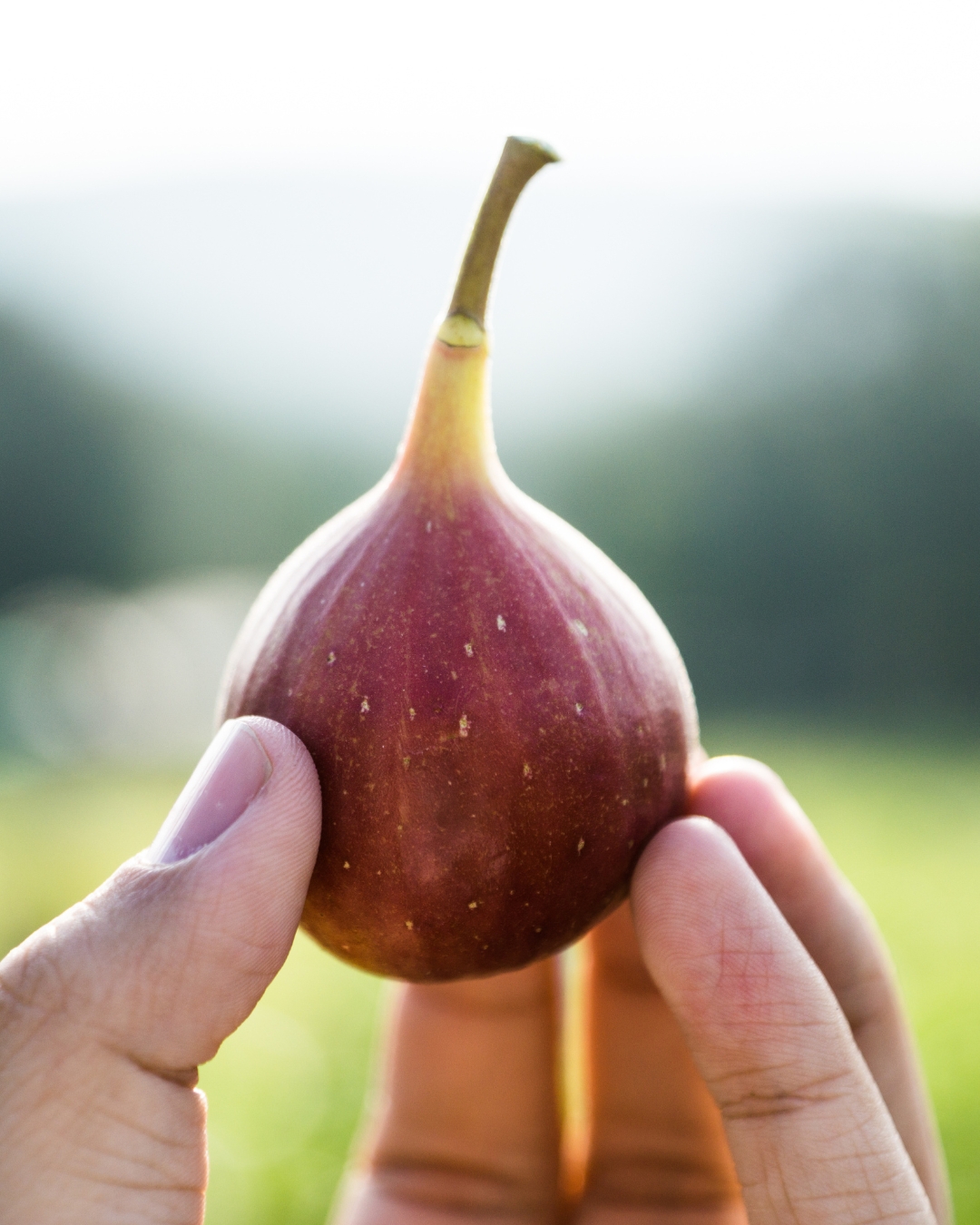 Black Jack figs at harvest