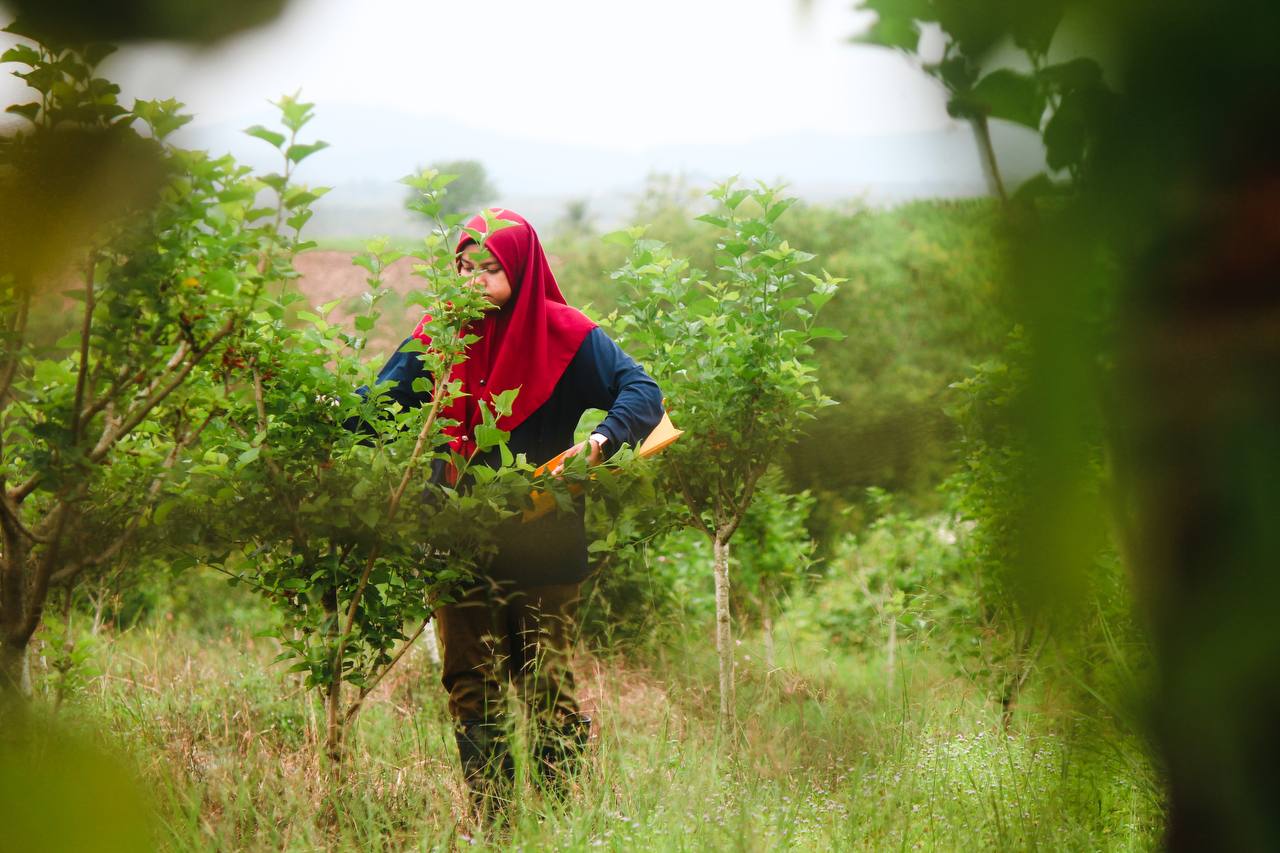 Farm worker harvesting among fruit trees with mountains in the background